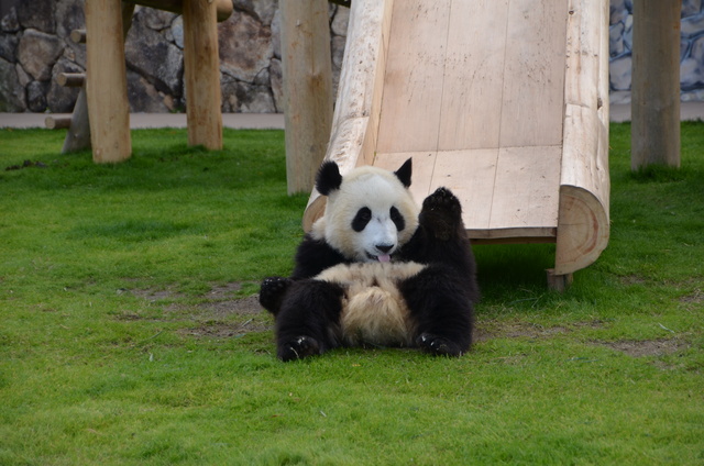 ２０１１年１２月白浜パンダ見隊その１０　ミルクタイム_a0052986_05281.jpg