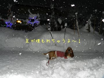 大雪！！_f0205887_20431375.jpg