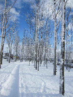 雪だ~２_c0171889_11254630.jpg