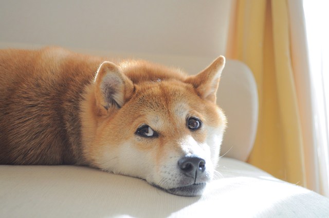 大きくなった_a0126590_0161830.jpg