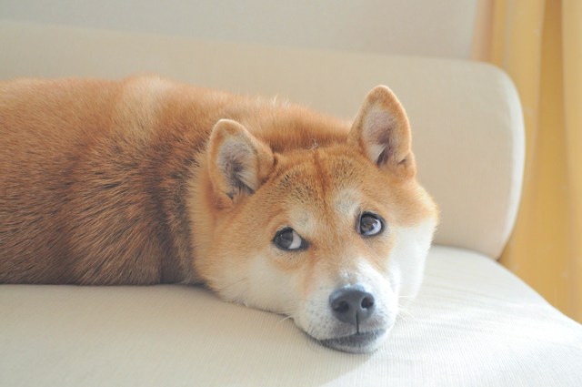 大きくなった_a0126590_0172319.jpg