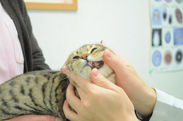 ついに私も・・・_a0126590_22225670.jpg