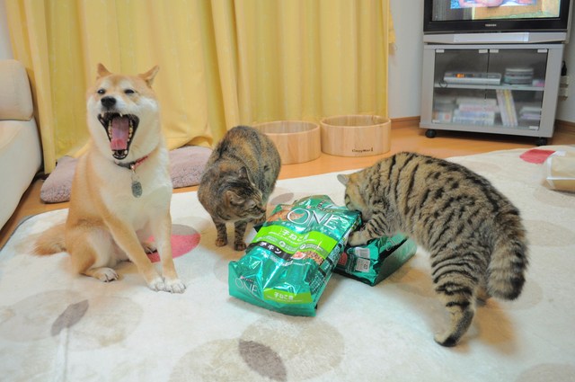 ついに私も・・・_a0126590_22313990.jpg