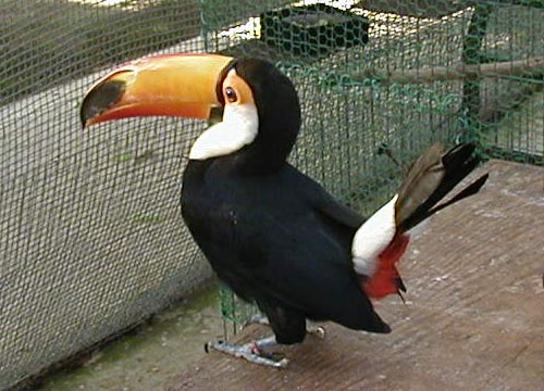 シベリアオオハシシギ - Wikipedia