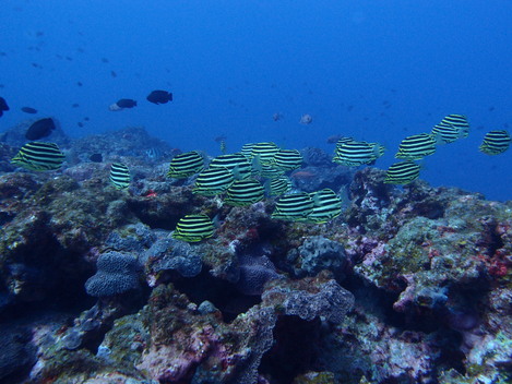 e0115199_12393744.jpg