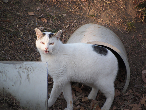 定期観測。道満の猫たち_c0187503_23431173.jpg