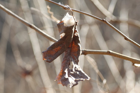 埼玉中部　　                 　        クワコの繭他2012/01/08_d0251807_18284393.jpg