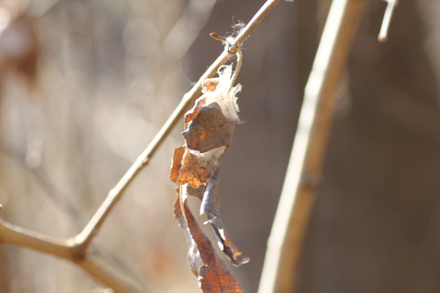 埼玉中部　　                 　        クワコの繭他2012/01/08_d0251807_18285490.jpg