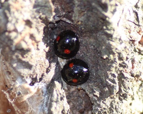 埼玉中部　　                 　        クワコの繭他2012/01/08_d0251807_18292337.jpg