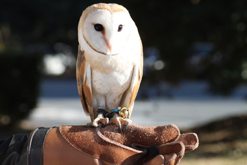 埼玉中部　　                 　        クワコの繭他2012/01/08_d0251807_18293824.jpg