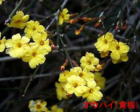 今月の花　－自薦－_f0219710_8145954.jpg