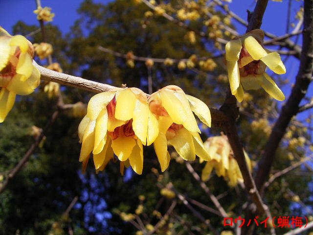 今月の花　－自薦－_f0219710_8155435.jpg