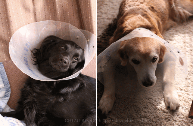 c0017311_11393575.gif