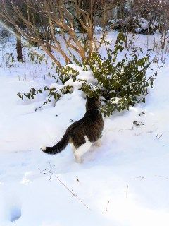 あぁ、ネコよ。_d0014014_2016563.jpg