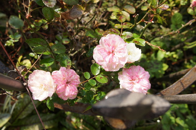 今朝の花たち_c0198321_1281328.jpg