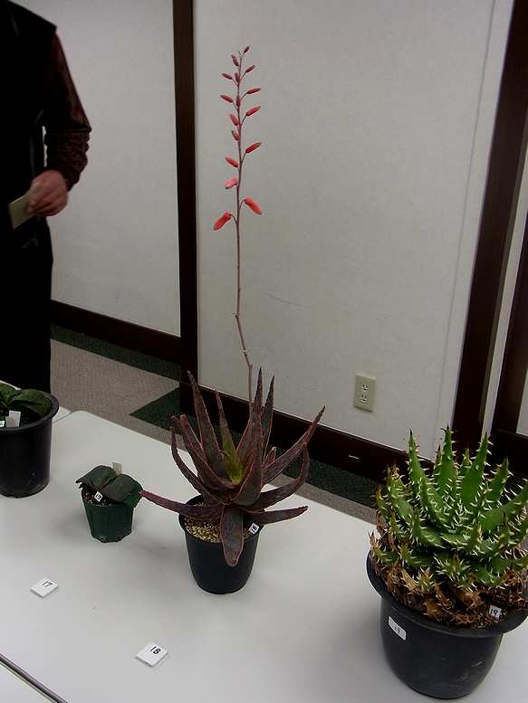 国際多肉植物協会 I S I J 新年大会に行ってきました かくたすあんどさきゅれんつ