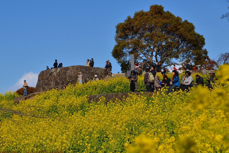 吾妻山の菜の花_c0220040_22475130.jpg