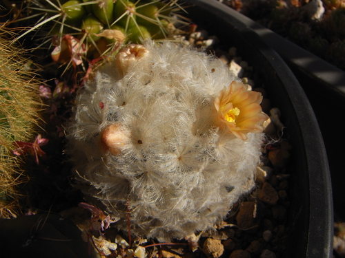 マミラリア白星の花 たのしい園芸