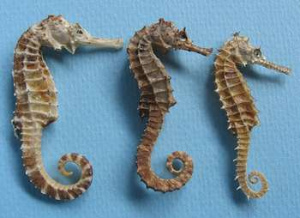 分かち合う痛み 徒然想 分かち合う痛み 徒然想