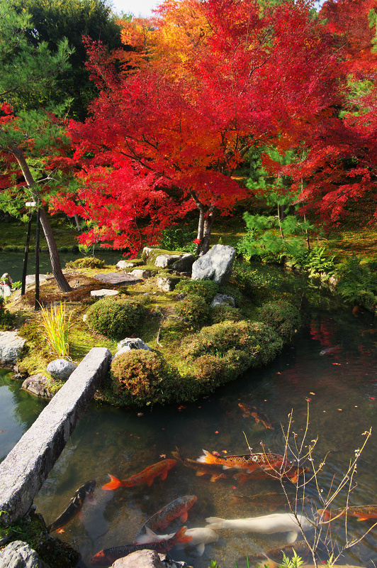 天龍寺曹源池庭園・絶景紅葉_f0155048_159812.jpg