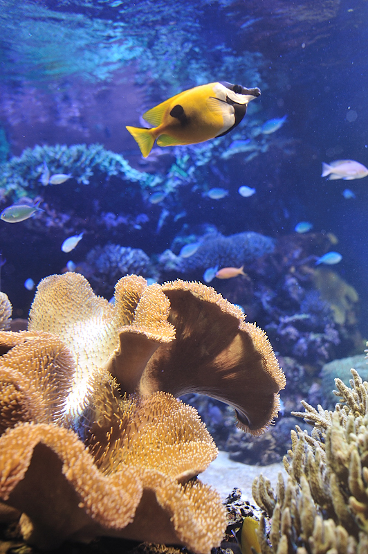 鳥羽水族館のお魚さん_f0067667_9291973.jpg