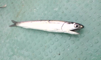 e0204372_20381615.jpg