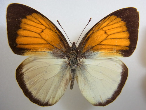 a0214490_1457022.jpg