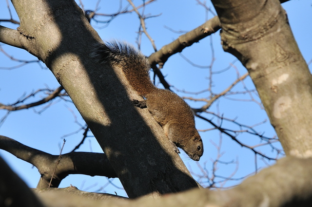 舞岡公園　横浜市戸塚区　2012.01.07_b0217090_8465064.jpg