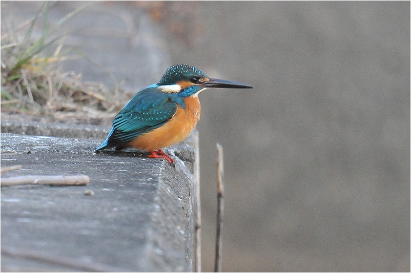 カワセミ 給餌💙❤️🐟 #カワセミ #kingfisher #カワセ給餌