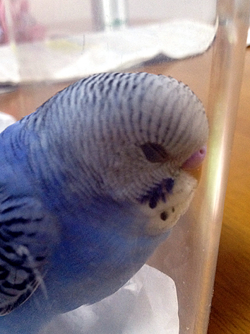 d0131293_2103669.jpg