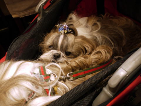 c0090198_3303887.jpg