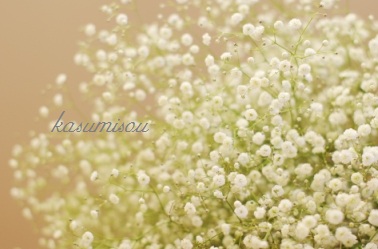 Baby\'s  breath_e0129903_1614490.jpg