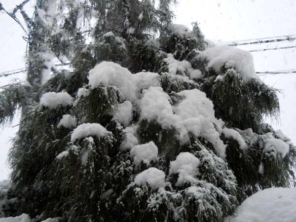b0159611_595579.gif