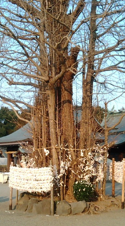 新年ですので・・・_b0228113_2264742.jpg