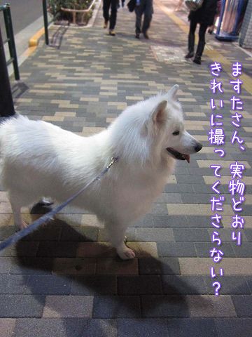土曜日のお散歩_c0062832_6164285.jpg