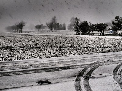 山茶花の雪。_a0027641_1742029.jpg