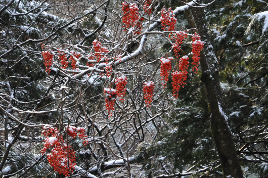 c0093046_7294452.jpg