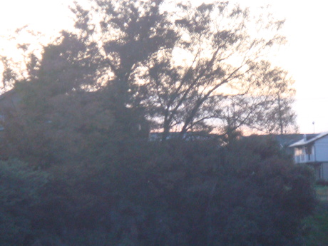happy new year ☆ 2012_a0170653_581470.jpg