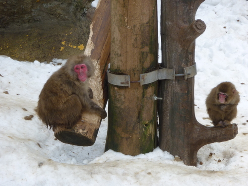 もちろん冬も美しい動物たち_d0237053_21101636.jpg