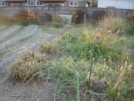 c0108460_1626796.jpg