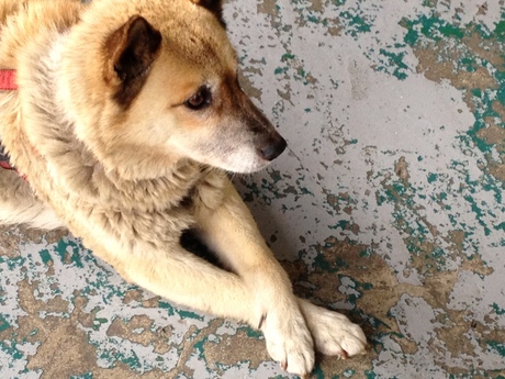 社員犬ハナさん_a0077071_1692118.jpg