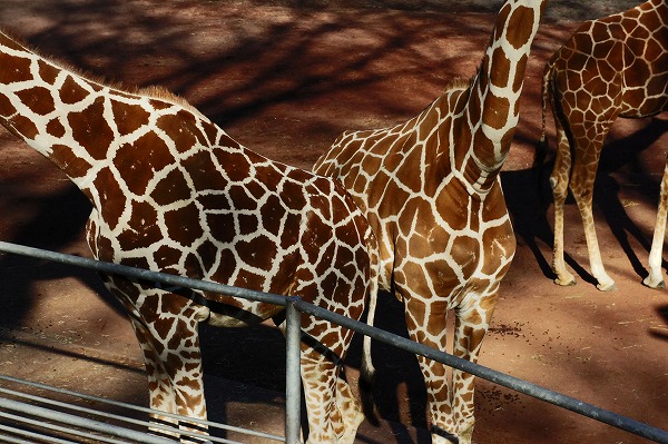 ＴＡＭＡ　ＺＯＯ_d0217271_2382499.jpg