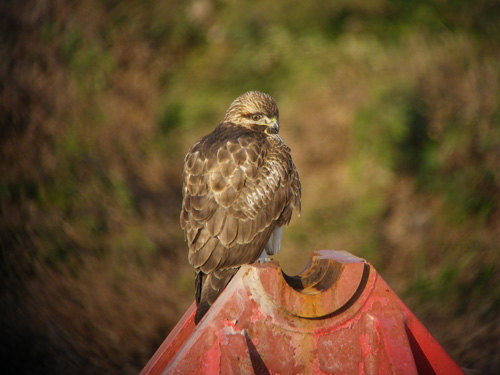 2012　初鳥見_c0002874_21333439.jpg