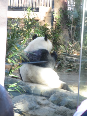 上野動物園_b0197576_2111997.jpg