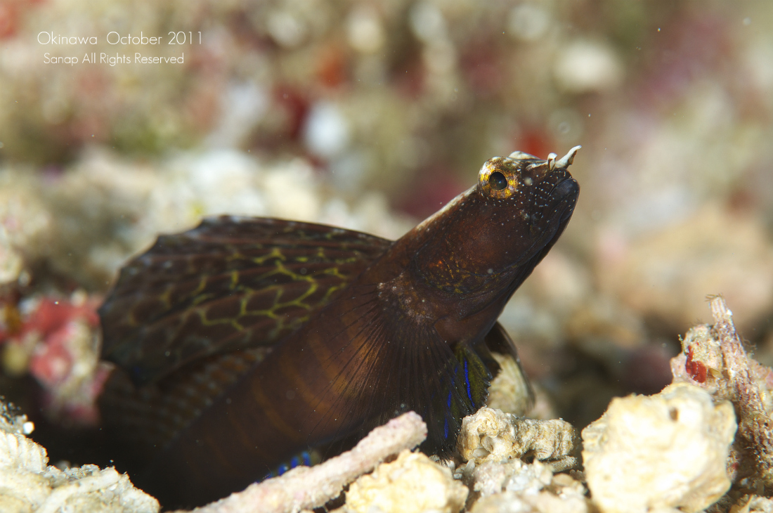 2011.October　Okinawa-7_a0137277_21253366.jpg