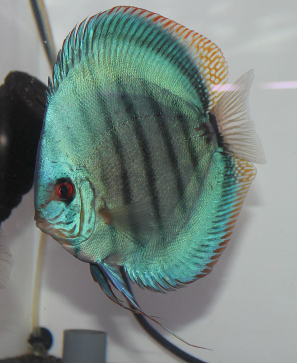 ブルーベリー 魚類 ハシキンメ Blueberry roughy Gephyroberyx japonicus - YouTube