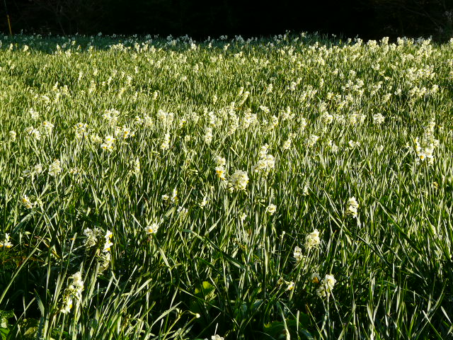 e0145782_11153853.jpg