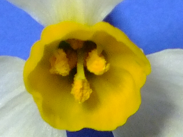 e0145782_1118026.jpg