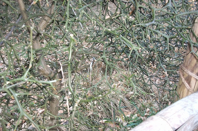 e0070891_16282387.jpg