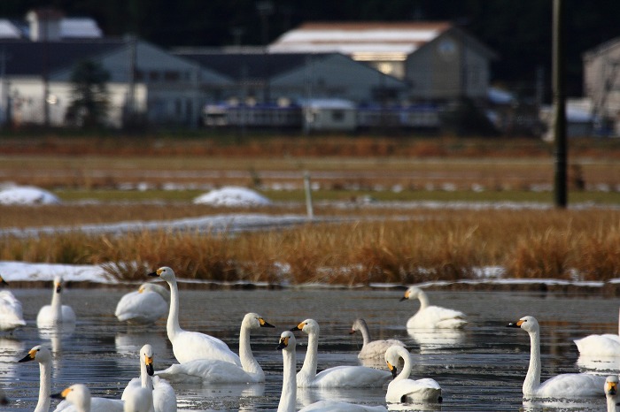 湖北平野のコハクチョウ　　２_f0174293_914573.jpg